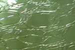 farngrün, Craqueleé ,Glas,
